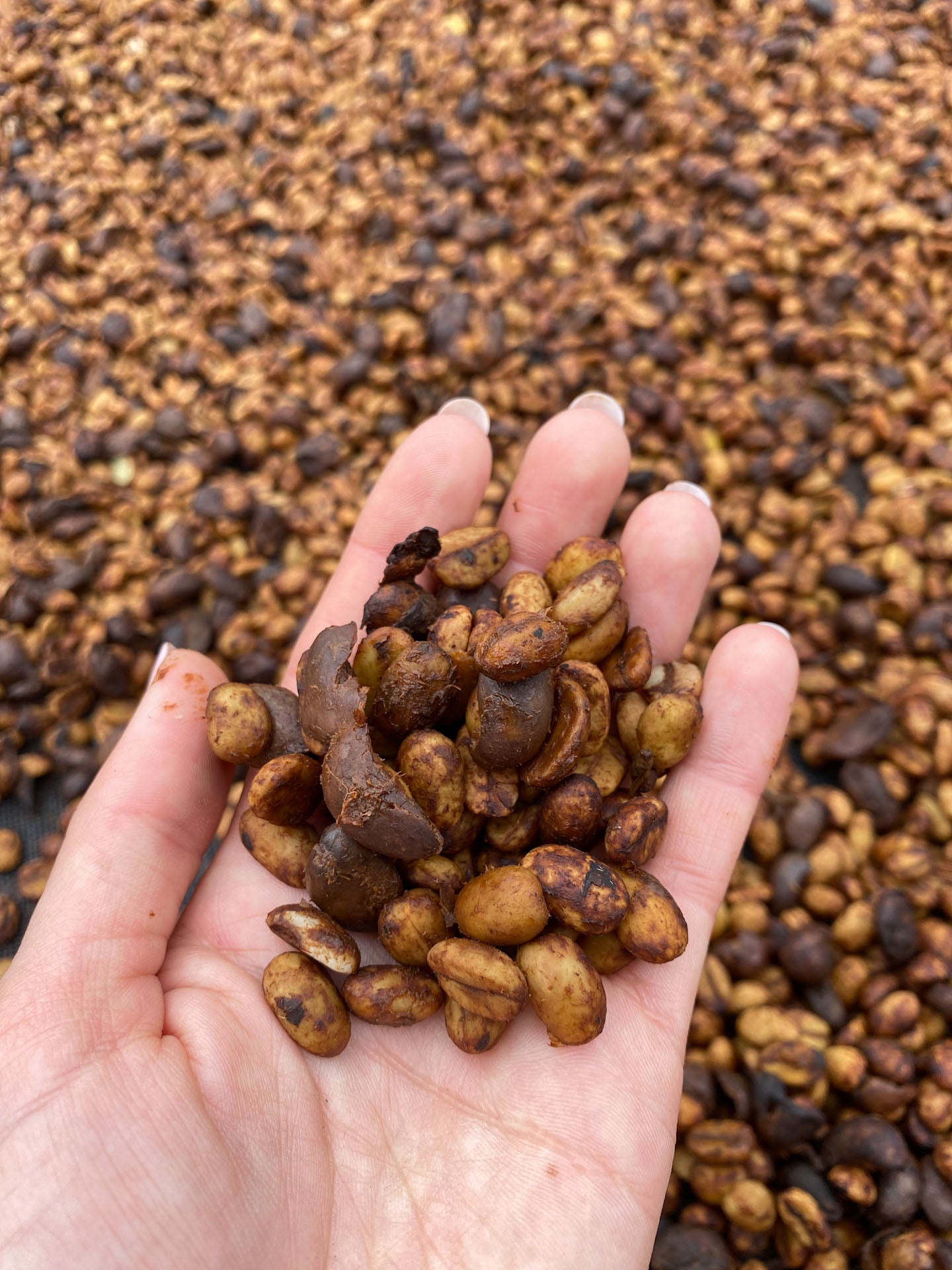 EL PLACER WINE YEAST | DOUBLE FERMENTATION | EXCLUSIVE RELEASE