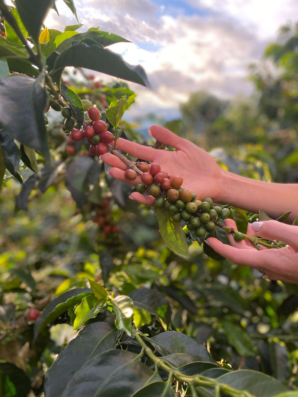 Foundation Barista Course
