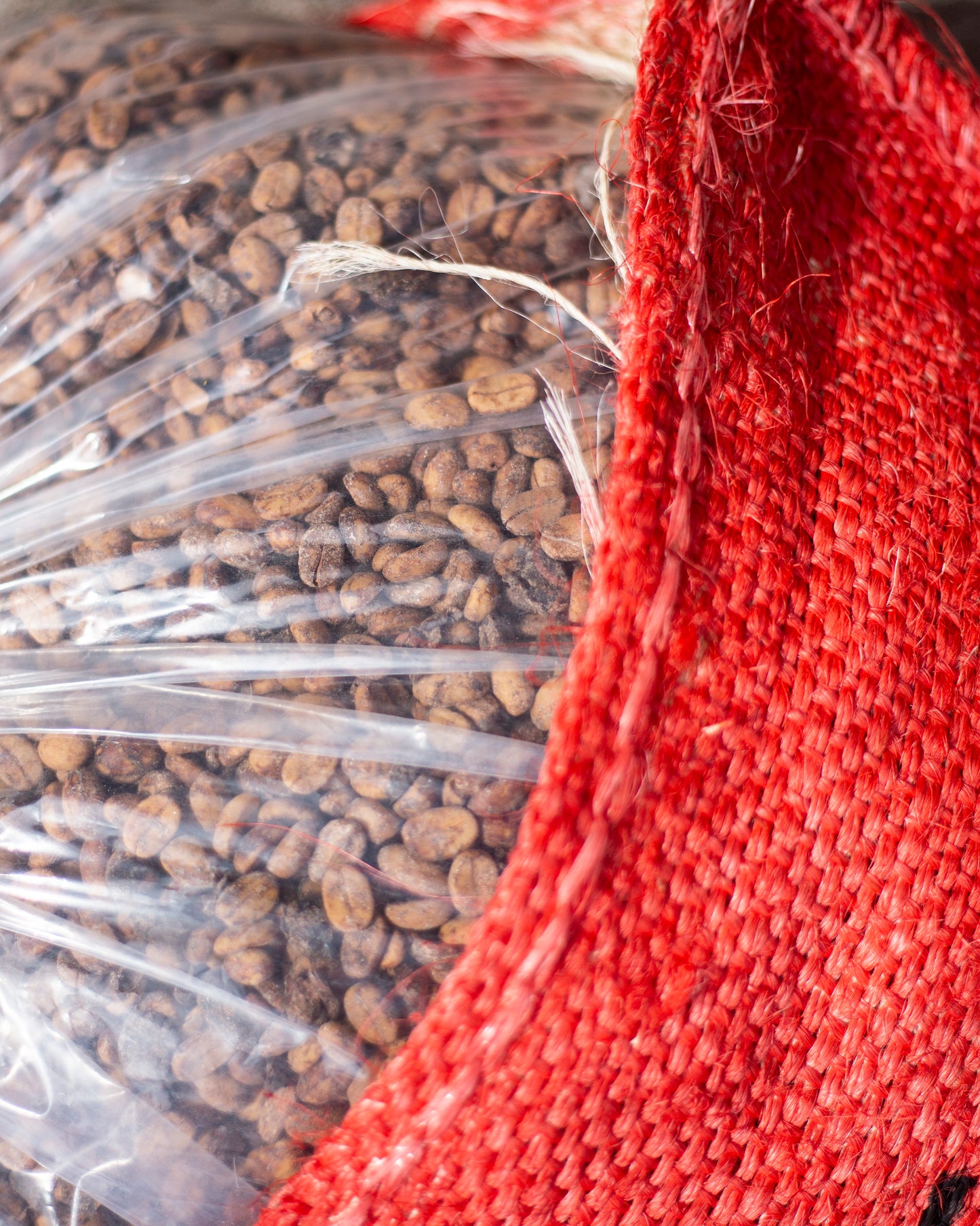 EL PLACER WINE YEAST | DOUBLE FERMENTATION | EXCLUSIVE RELEASE