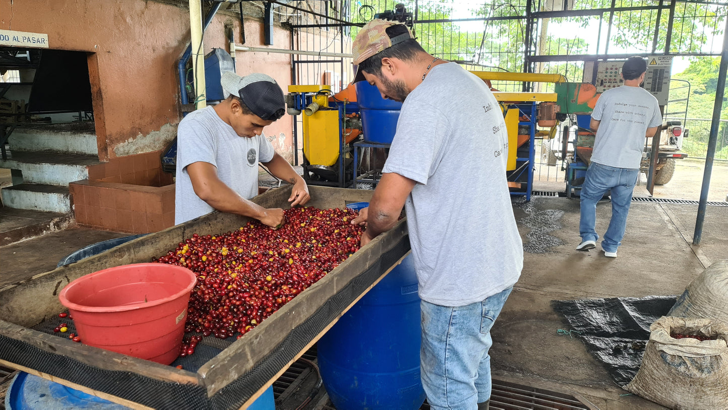 LA JULIA GESHA | ANAEROBIC RED HONEY | SPECIAL RELEASE