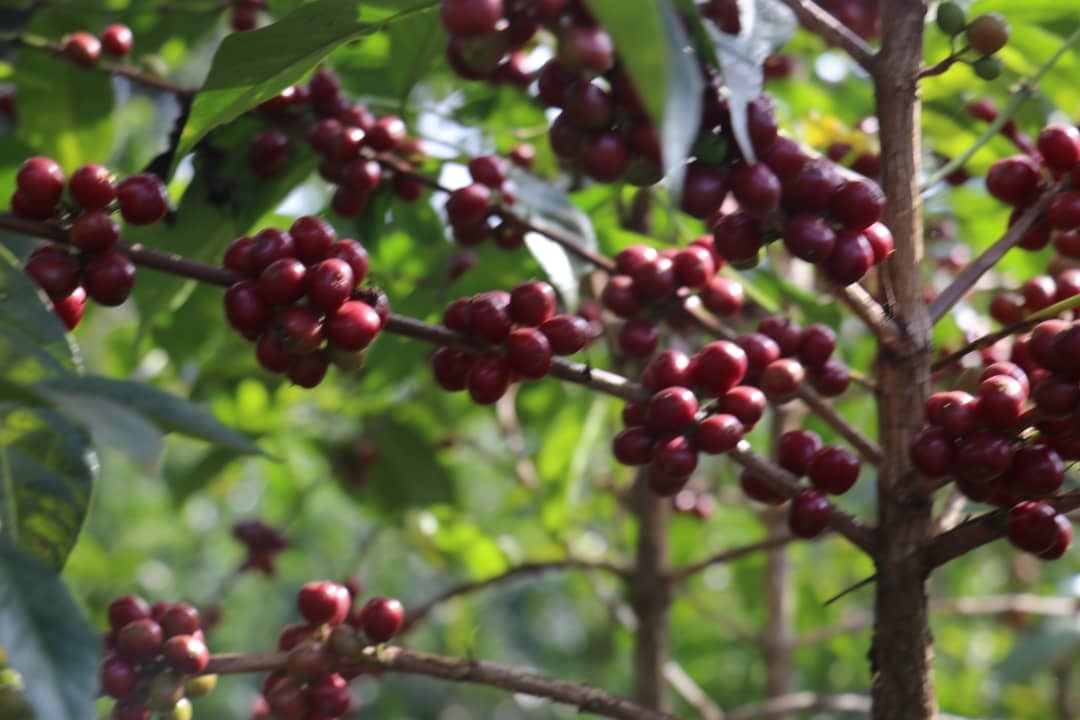 Home Barista Course