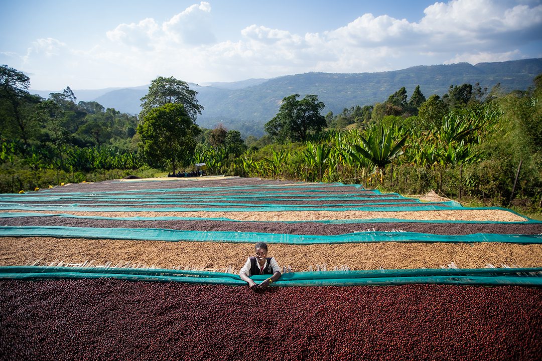 ALO HONEY | ETHIOPIA | SPECIAL RELEASE