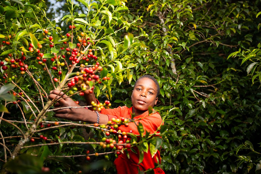 ALO HONEY | ETHIOPIA | SPECIAL RELEASE