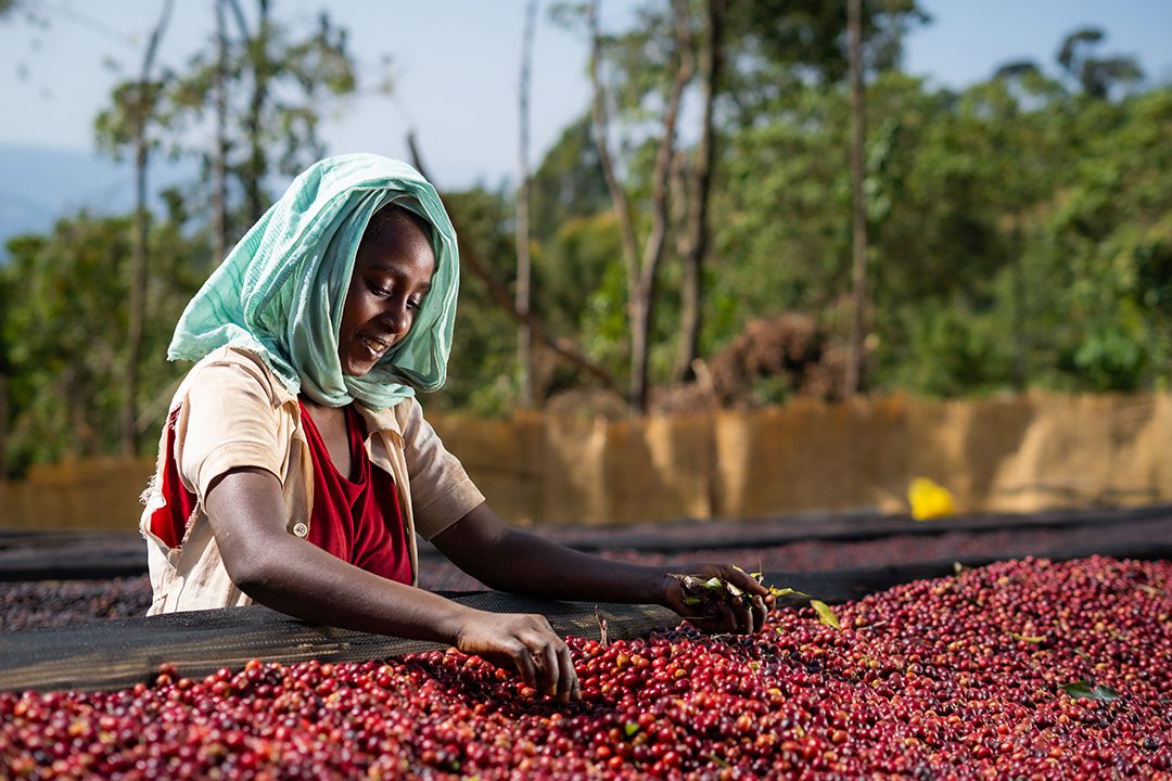 ALO HONEY | ETHIOPIA | SPECIAL RELEASE