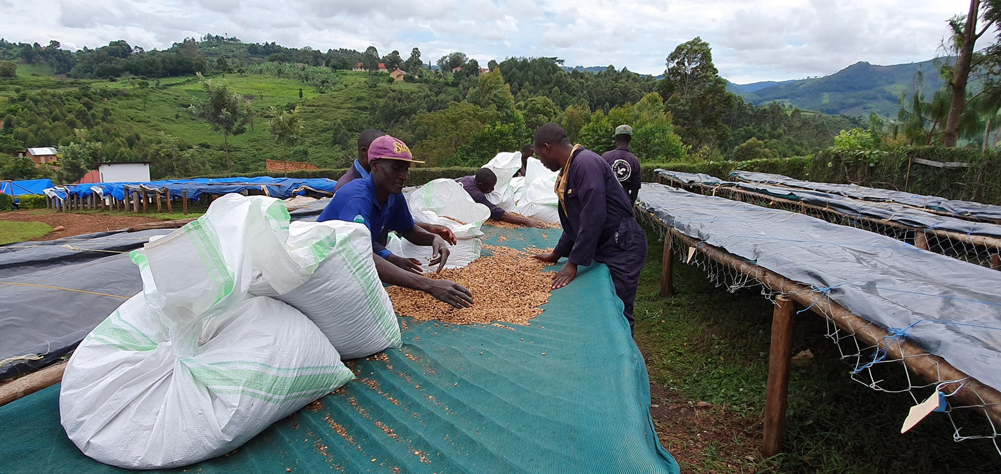 KINGHA WASHED | UGANDA