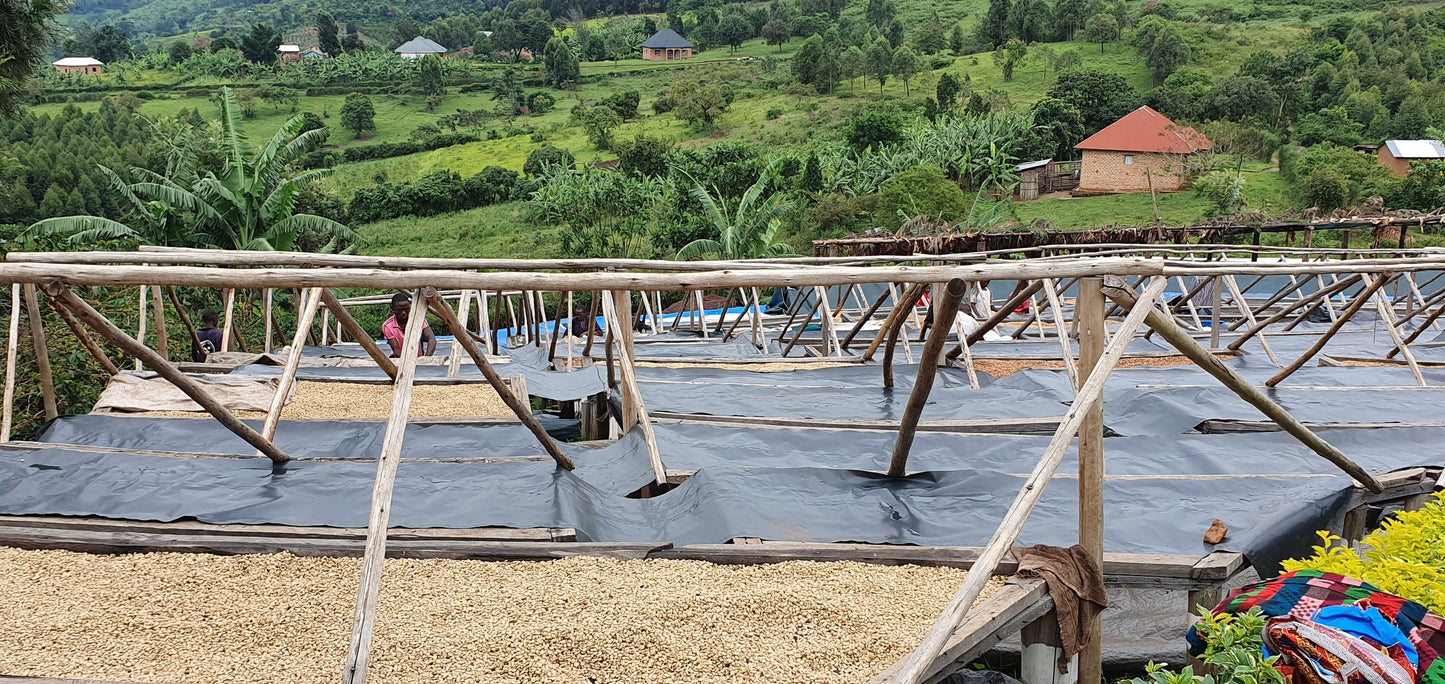 KINGHA WASHED | UGANDA