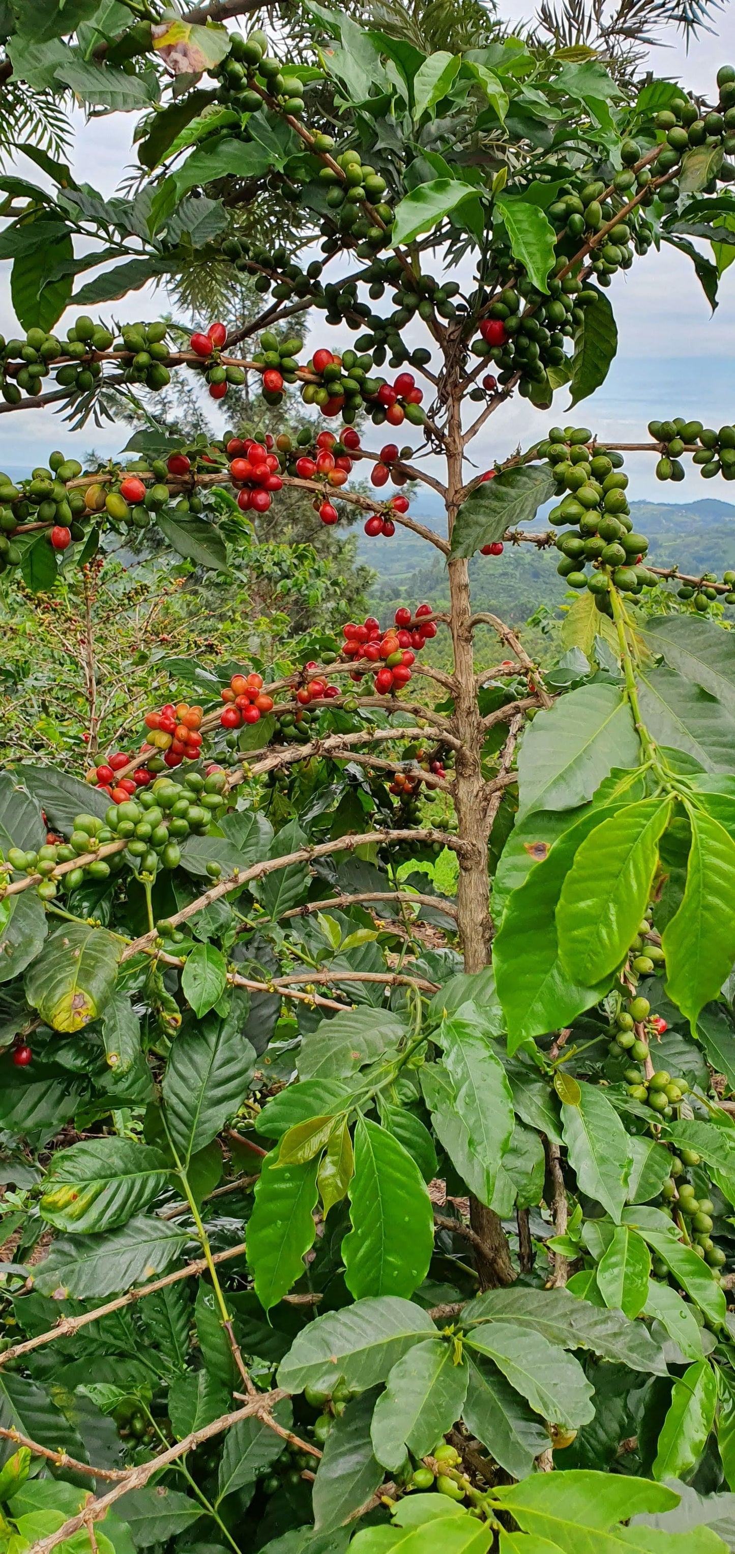 KINGHA WASHED | UGANDA