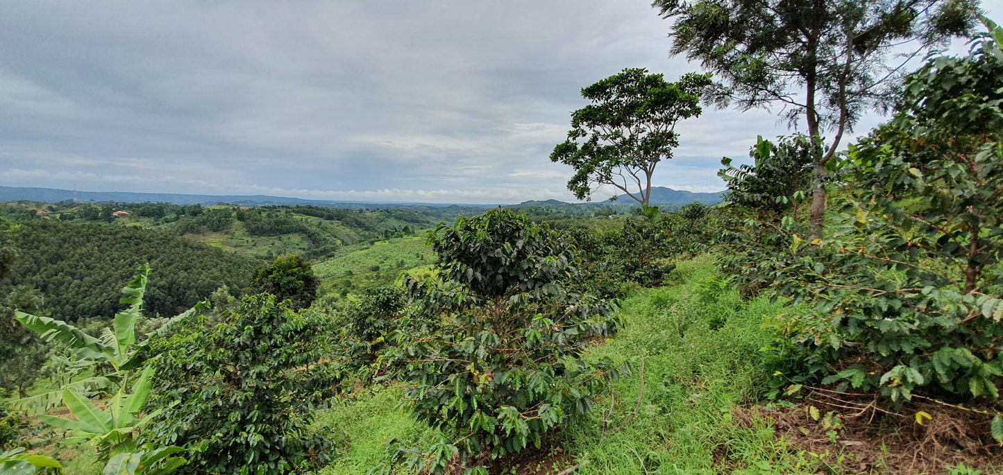 KINGHA NATURAL | UGANDA