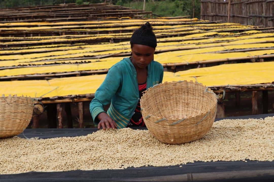 URAGA RARO | ETHIOPIA