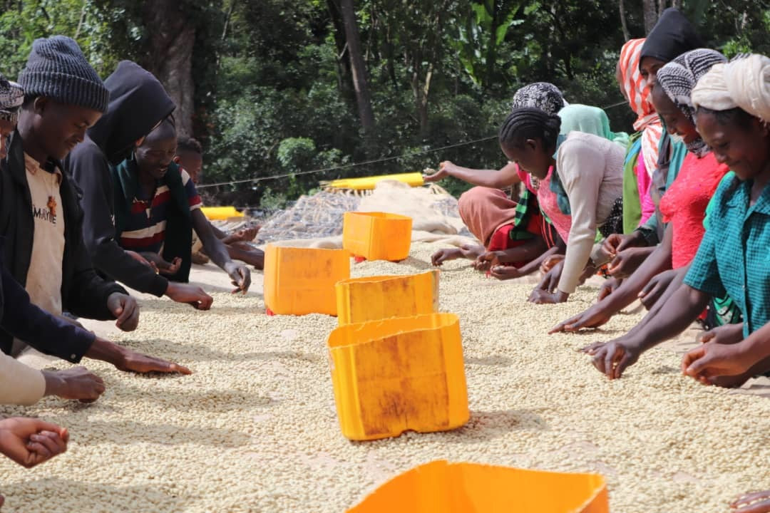 URAGA RARO | ETHIOPIA