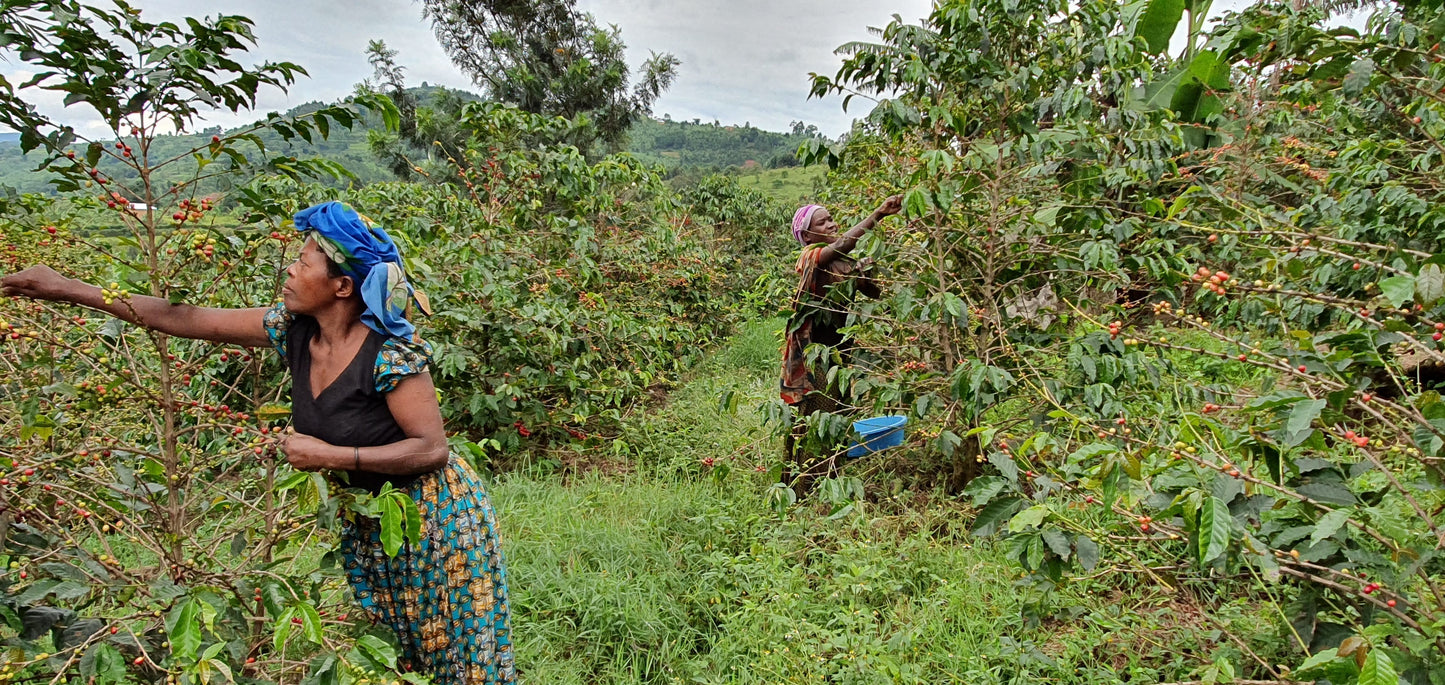 KINGHA NATURAL | UGANDA