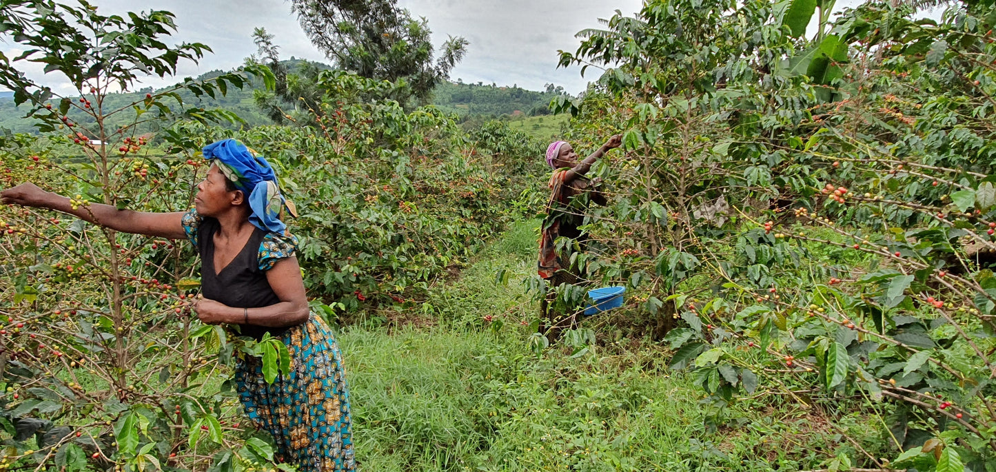 KINGHA WASHED | UGANDA