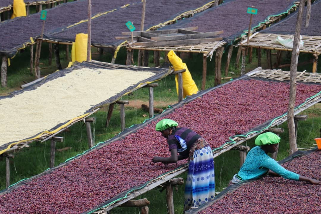 URAGA RARO | ETHIOPIA