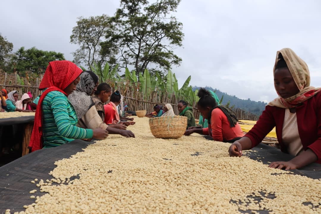 URAGA RARO | ETHIOPIA